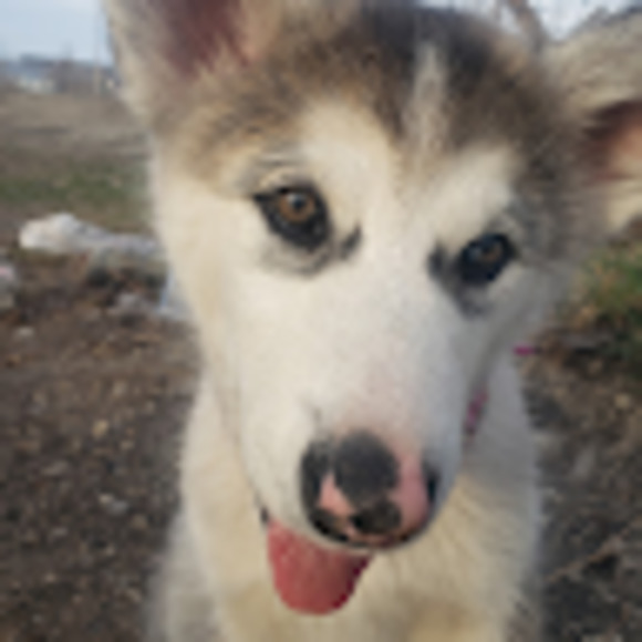 Meet your Posher, Khaoz - Picture 1 of 1